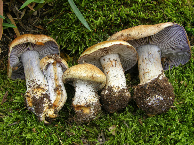 Cortinarius glaucopus da confermare.